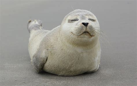 what does seal mean.